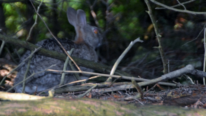 a rabbit in the brush